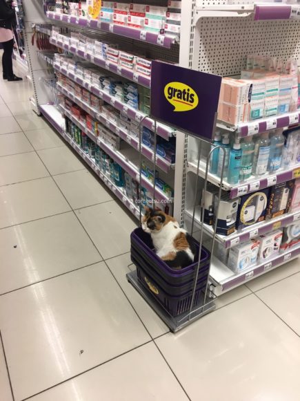 イスタンブールの店猫