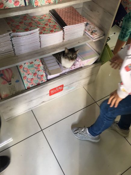 イスタンブールの店猫