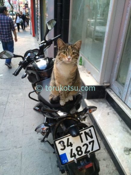 イスタンブールの猫