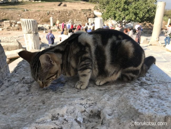 トルコ-エフェソス遺跡の猫たち
