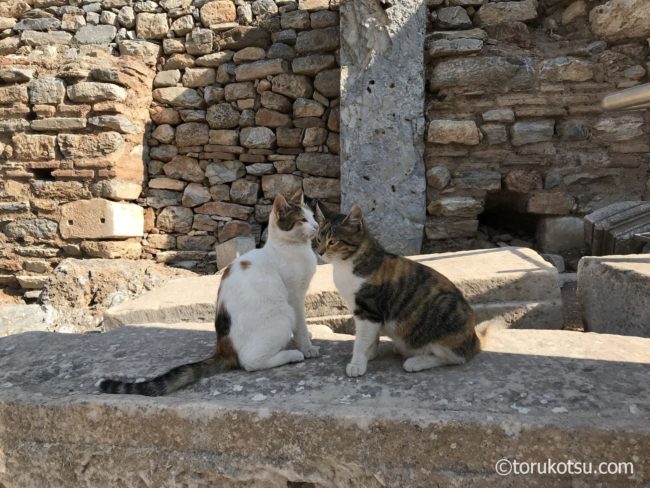 トルコ-エフェソス遺跡の猫たち